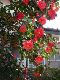 満開のツバキです