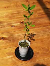 密かな楽しみ ミニ盆栽