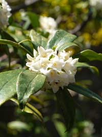 とても良い香りのジンチョウゲ