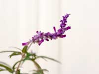 アメシスト　セージ